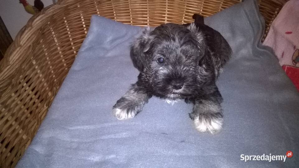 sznaucer miniaturowy szczenięta Lubień Kujawski