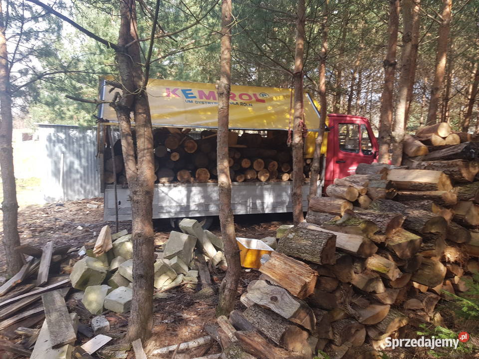 Buk wyprzedaz sezonowany 3 lata mazowieckie Płońsk