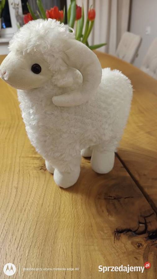 Maskotka baran Ciechanów