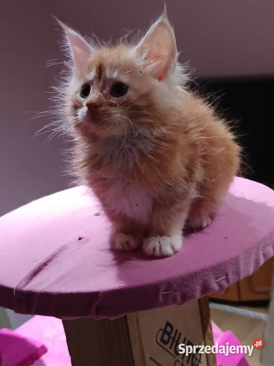 Śliczne kocięta Maine coon z rodowodem Prawęcin