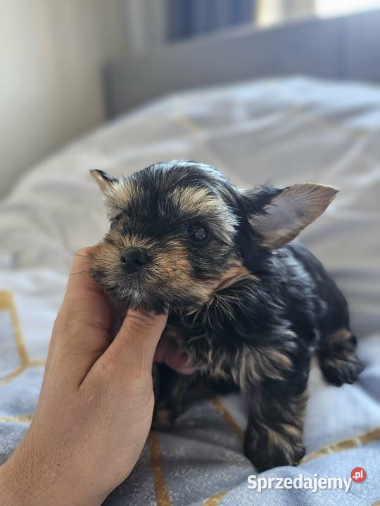 Samiec Yorkshire Terrier śląskie Częstochowa sprzedam