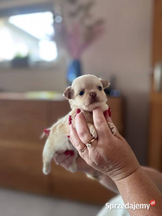 Chihuahua ZKwP FCI Chihuahua Szczecin