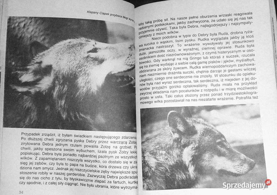 Pies czy wilk Krystyna Chwedeńczuk Chełm