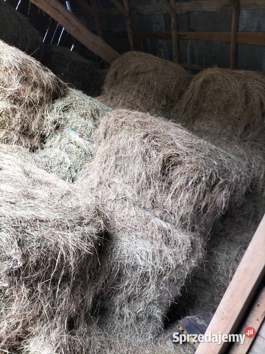 Sprzedam bele siana Trawy, słoma Sycyna