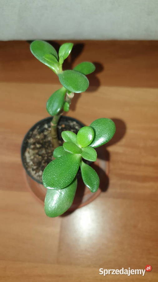 Grubosz drzewko szczęścia 2 mazowieckie