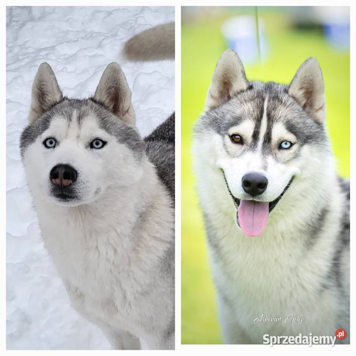 Szczeniak Siberian Husky piesek piesek zkwp fci podkarpackie Mielec