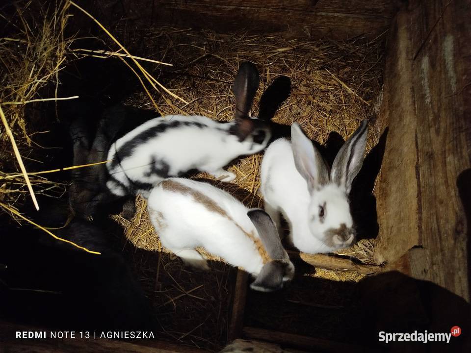 Króliki rasowe i hodowlane podkarpackie Dylągowa