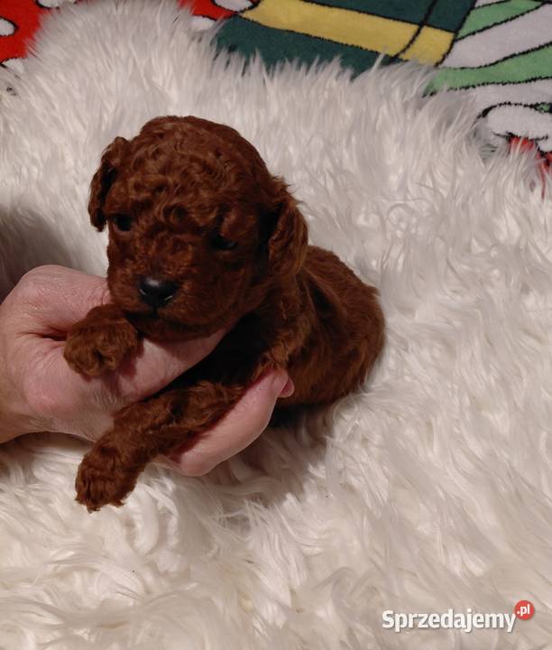 Pudel toy piesek red brown Wyszków sprzedam