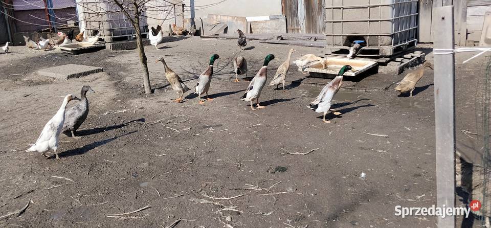 Biegusy indyjskie 2025 Pruchna