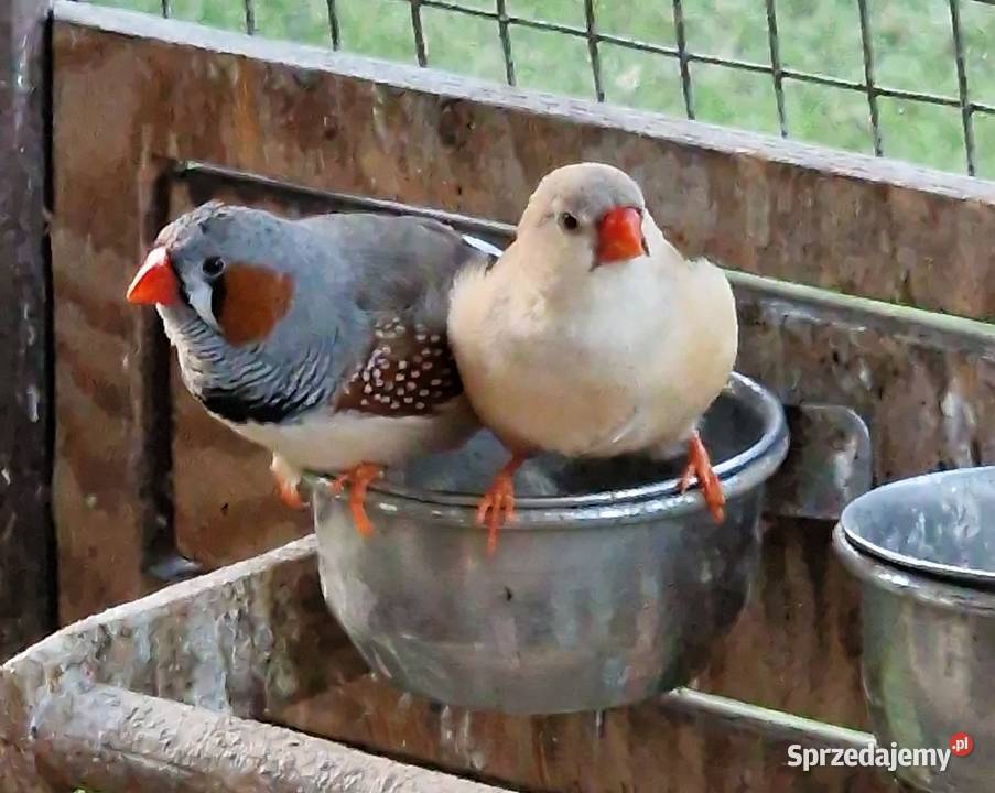 Sprzedam papugi Świergotki Ostrów Wielkopolski