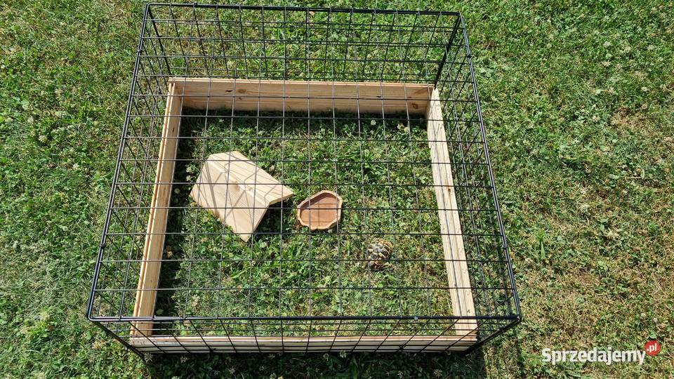 Żółw grecki testudo hermani z terrarium Gogolin