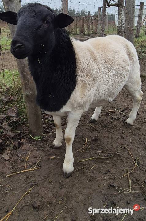 Baranek DORPER Tryk Jarek Owce baranki Cekcyn