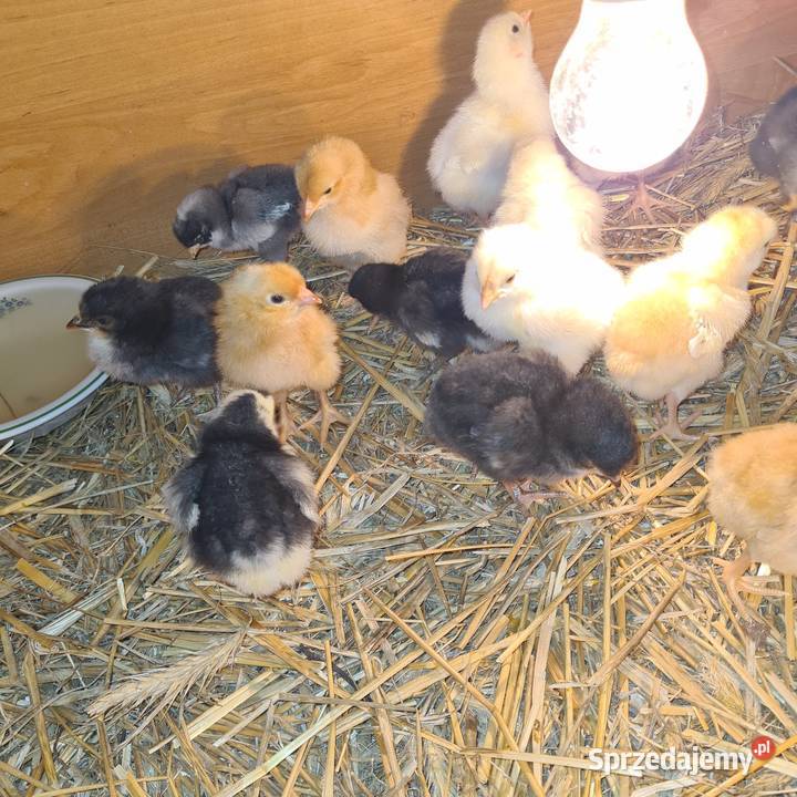 Pisklaki kurczaki Łaskarzew