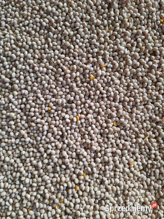 Łubin górali KaroOskar