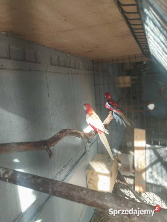 Sprzedam papugi rozelle białolice Sieczychy