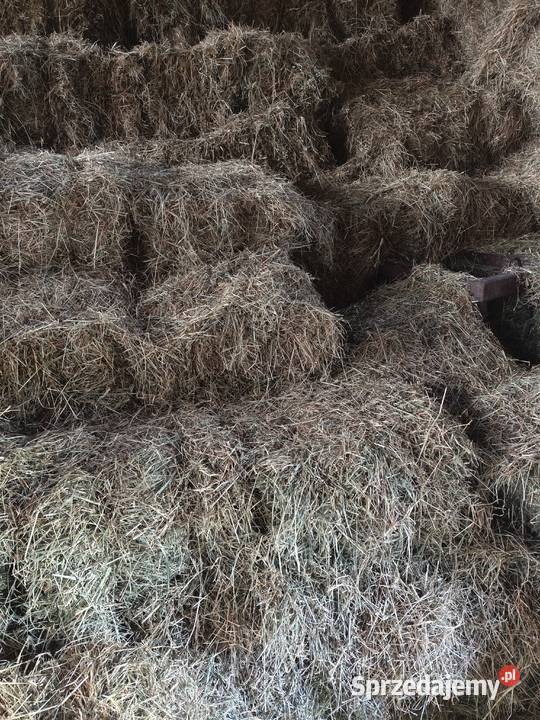 Sprzedam siano w kostkach Wygnanów sprzedam