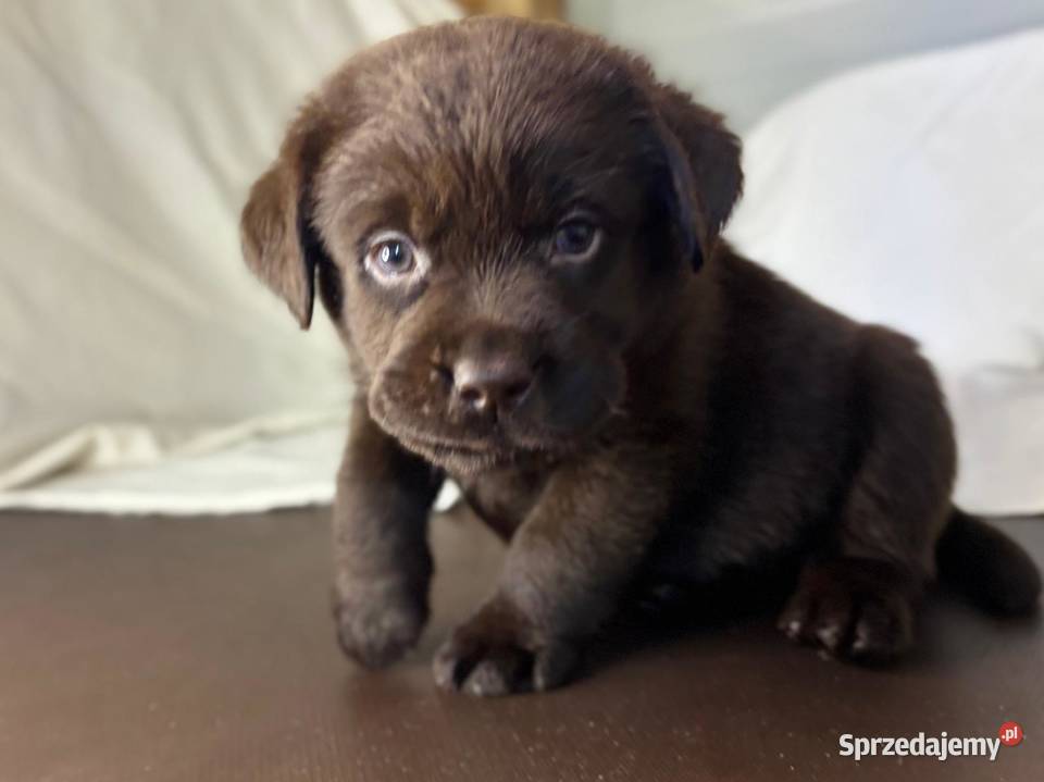 Labrador Czekoladowy suczka łódzkie Piekary sprzedam