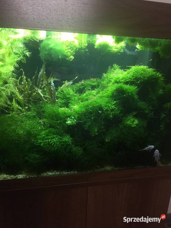 Mech Java moss Zwierzęta lubuskie Gorzów Wielkopolski