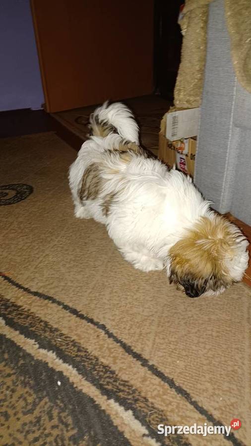 Szczeniaczek shih tzu puchate perełki Shih Tzu