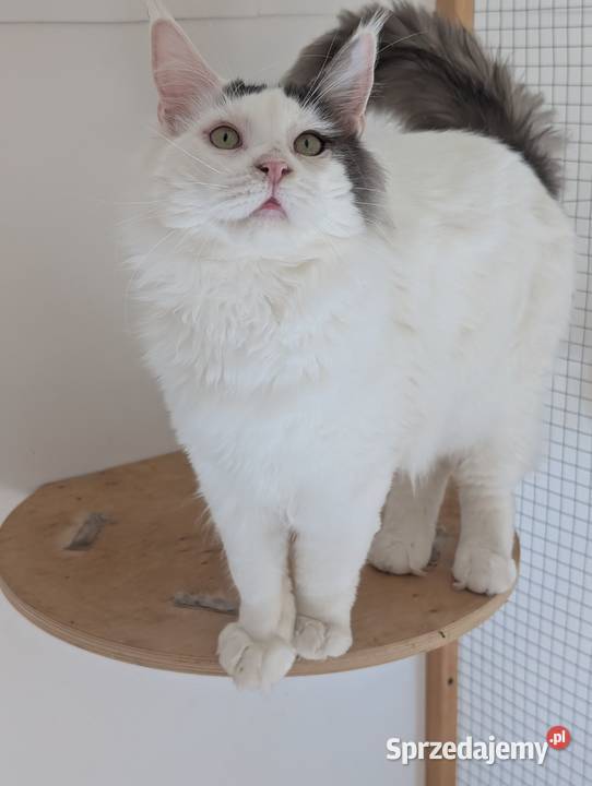 Diablo kocurek niebiesko czarny Maine Coon Pszczyna