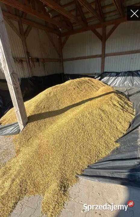 Owies Agent podkarpackie Cieszanów