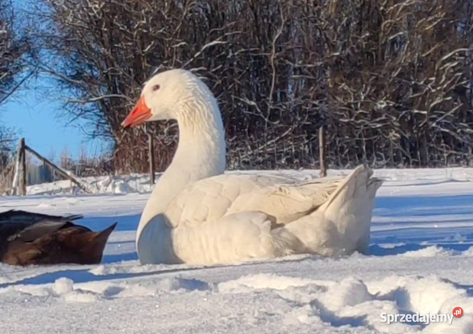 Gęsi Gęś Novohradska zarodowe 1 gąsior 2 gąski Iwonicz