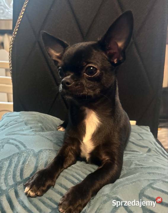 Chihuahua MALEŃKI piesek ZKwP