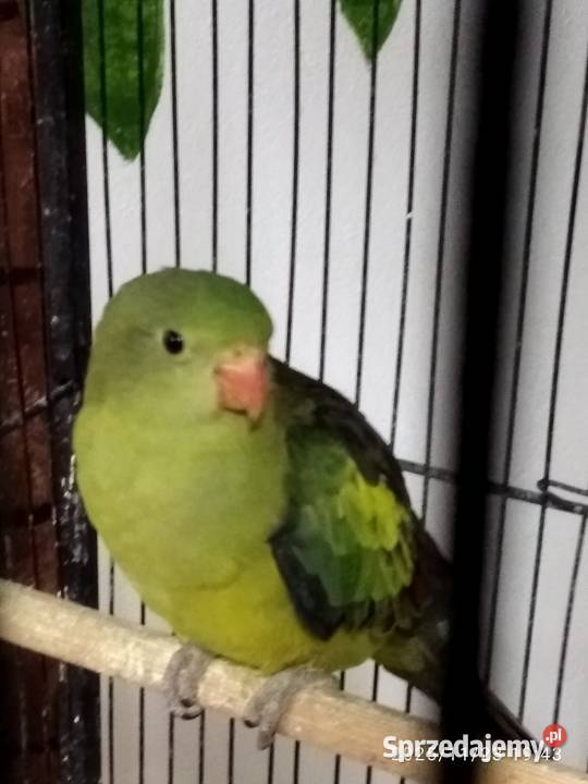 Papuga górska Ptaki Świerklany