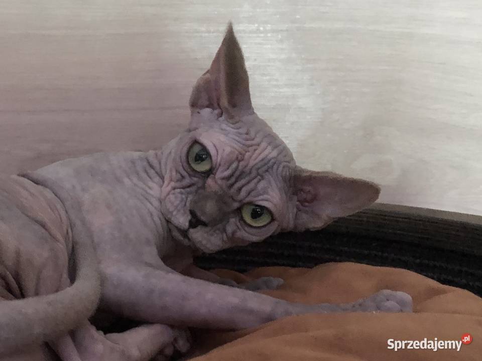 FPL kotka niebieska szylkret sfinks kanadyjski Sosnowiec