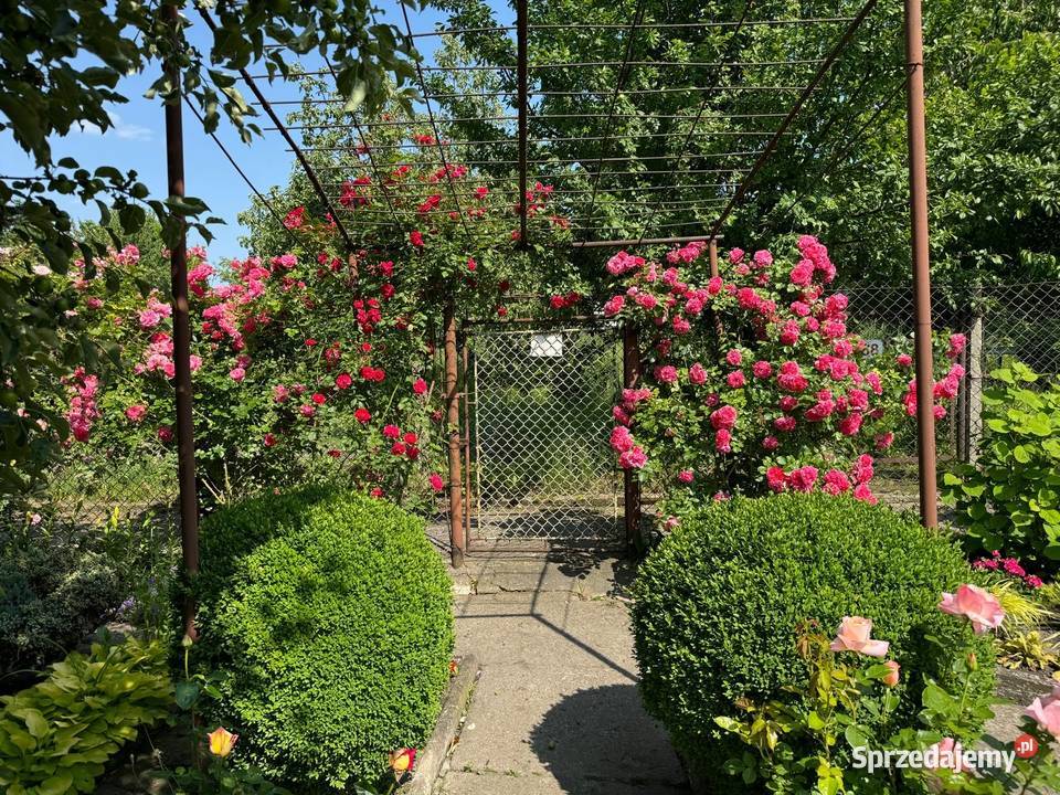 Ogrodek Dzialkowy ROD Jutrzenka śląskie Gliwice