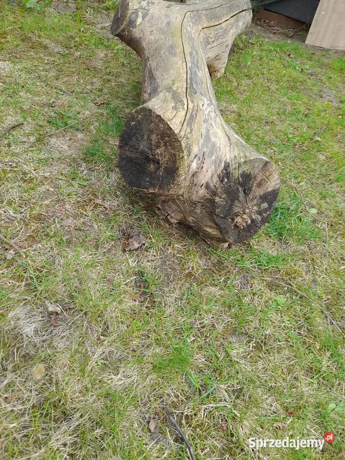 Sprzedam 2 m konar orzecha włoskiego Poznań sprzedam