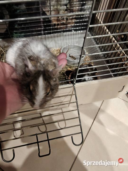 Oddam 2 koszatniczki Gryzonie Radom