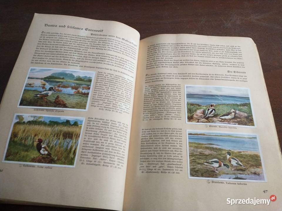 Album ptaki z Niemiec z 1936 roku Krotoszyn