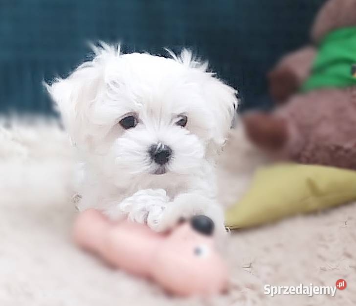 Maltańczyk piesek filigramowy udokumentowane Racibórz