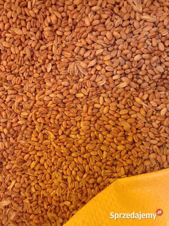 Pszenica workowana Kończyce Małe sprzedam