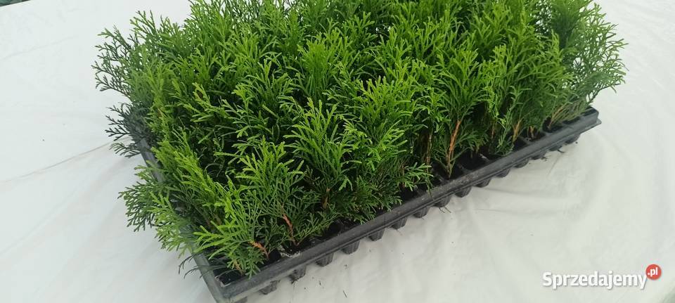 Sadzonki tuja szmaragdy dolnośląskie Śliwice