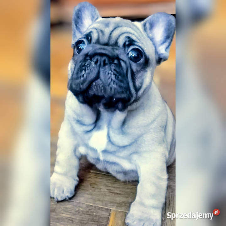 Buldog francuski buldożek francuski Łódź