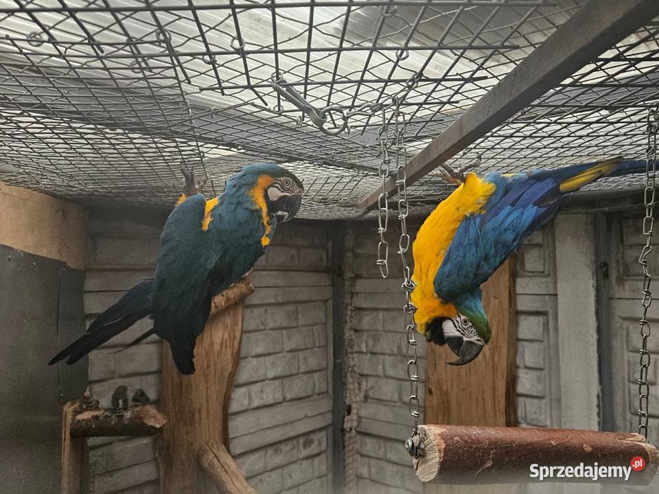 Sprzedam Arara arauna Para Gostyń sprzedam