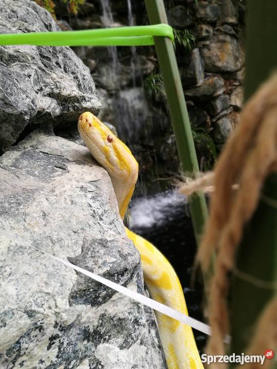 Pyton tygrysi albino śląskie Świerklaniec