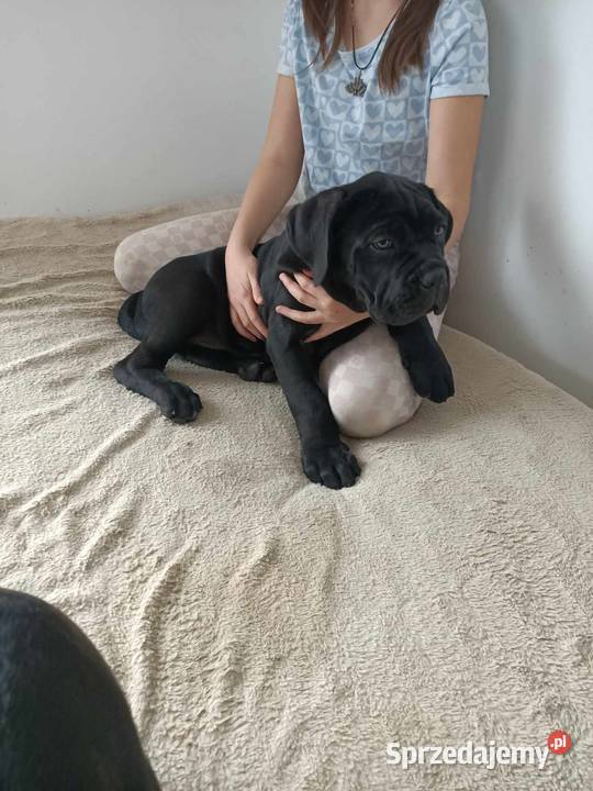 Cane Corso Italiano Zadroże
