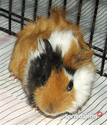 Świnka morska rozetka 6 tygodni Akcesoria dla zwierząt Radostowice