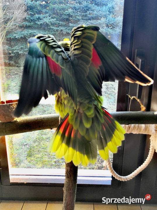 Papuga Amazonka Niebieskoczelna Ptaki