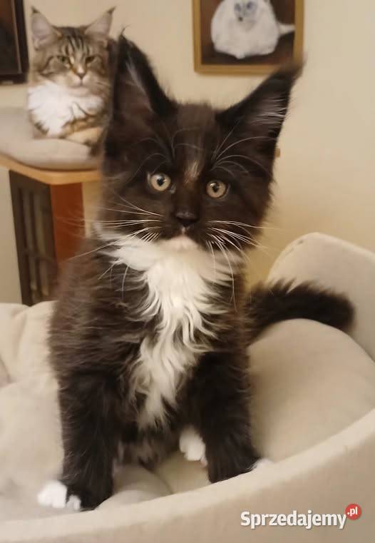 PORFIRION kocurek MCO Bystrzanów