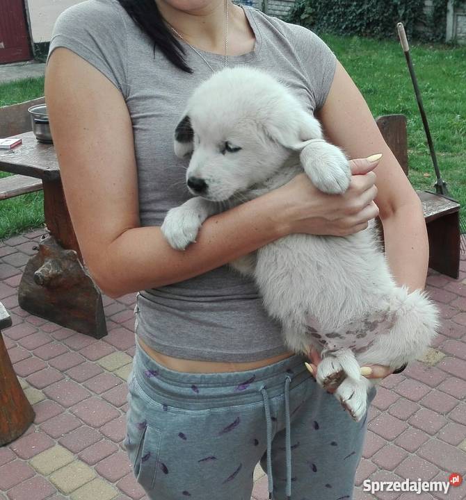 Owczarek środkowoazjatycki piesek Kozienice sprzedam