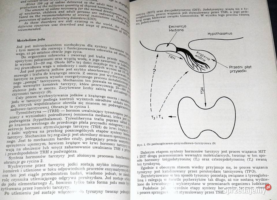 Kliniczna perinatologia i ginekologia Zbigniew Rok wydania 1994 Kultura i Rozrywka Chełm