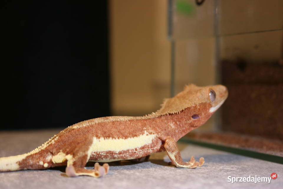 Gekon orzęsiony phantom red lily white samiec śląskie Sosnowiec