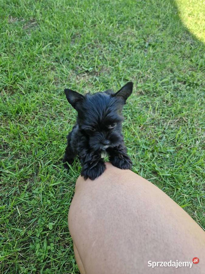 Yorkshire Terrier CZARNA Diablica York Niepołomice