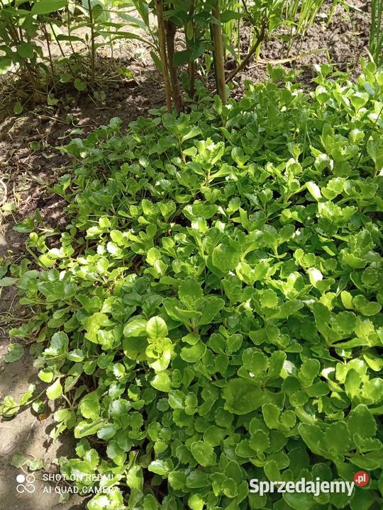 Rozchodnik kaukadki sprzedam