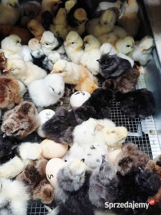 Pisklęta silki białoczuba I czubatki wielbłądzie Hodowla i gospodarstwo Niemodlin sprzedam