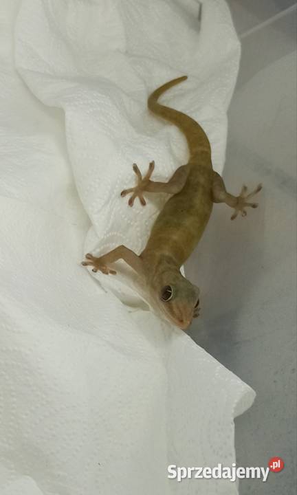 Gekon złocisty Kraków